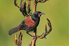 North Island Saddleback